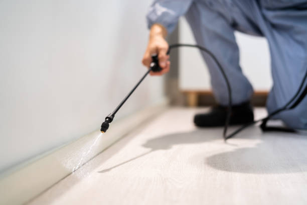 Licensed Wasp Removal service in Wyandotte, MI - Show Me Pest Control